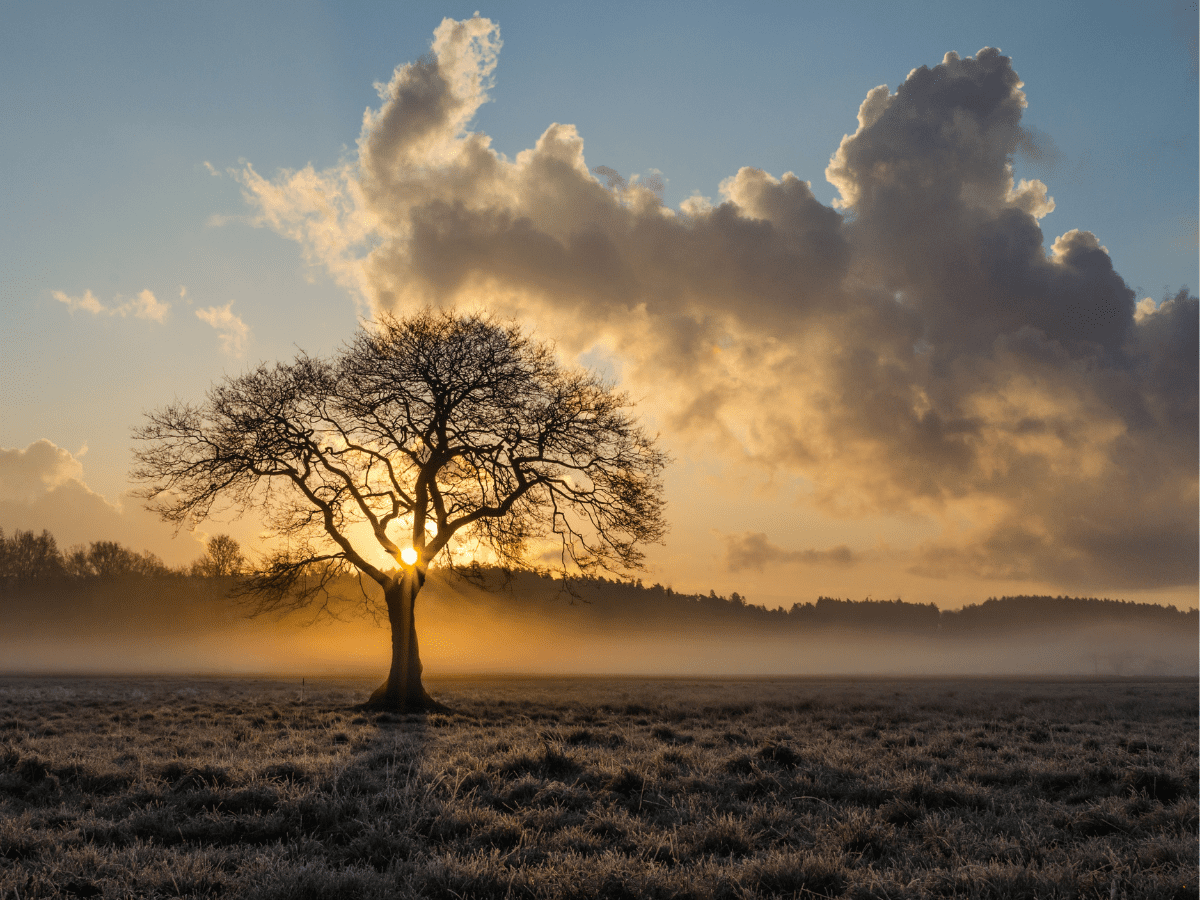 Loneliness. A lone tree in a landscape.