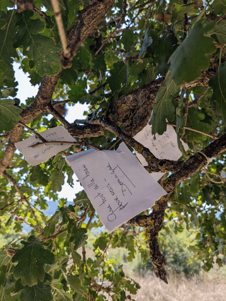 A little piece of paper with a handwritten note on a branch in the oak tree at Dodona.