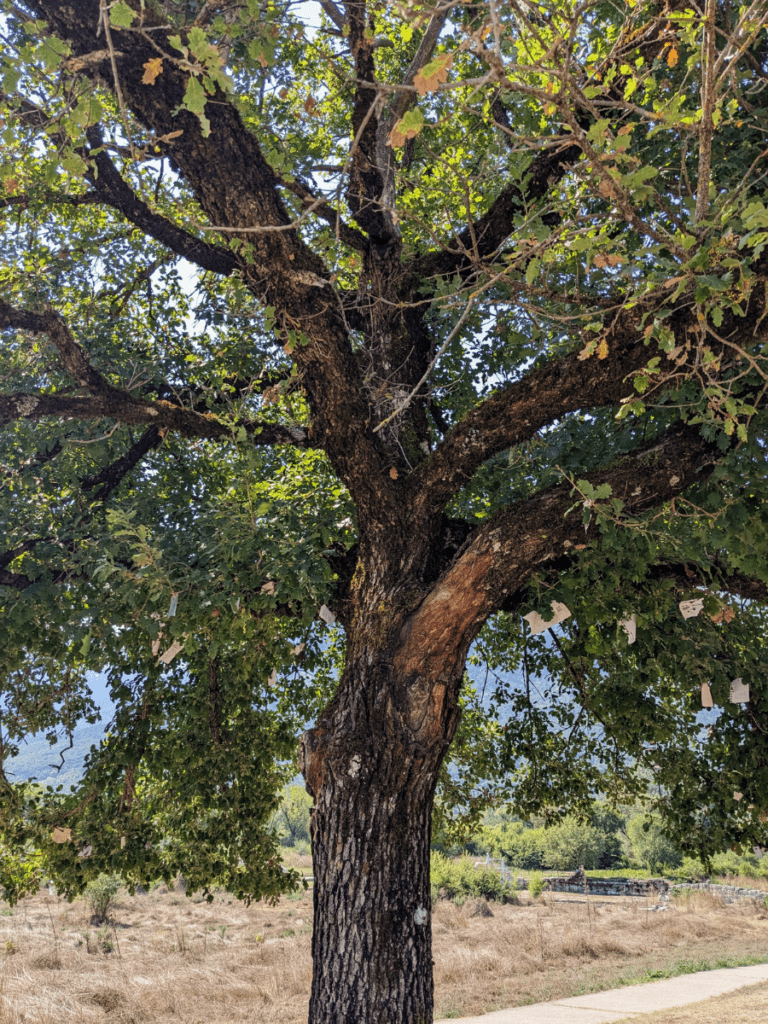 The new sacred oak tree at Dodona.