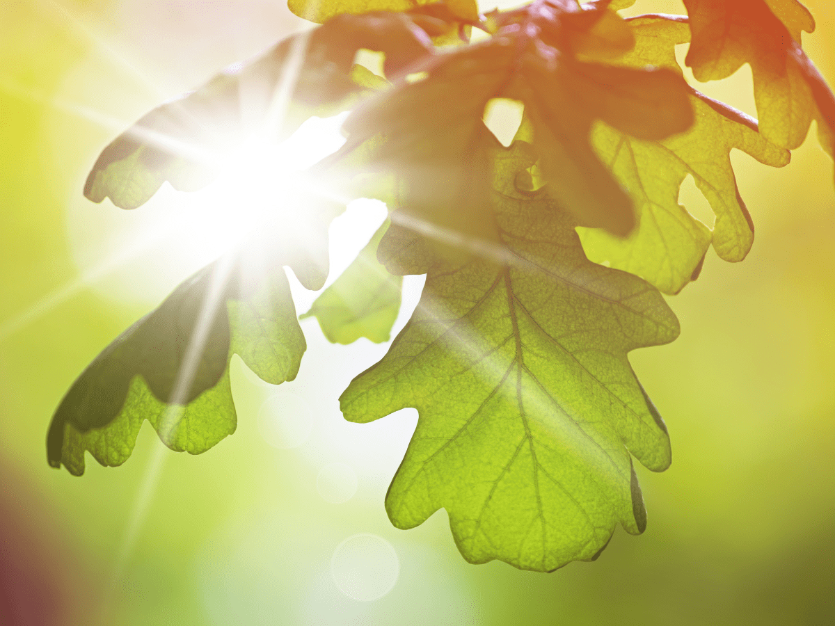 Oak leaves in the sunshine.