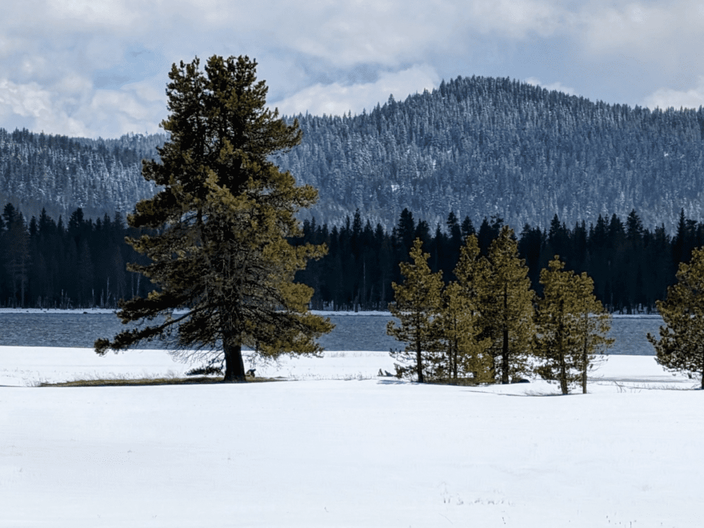 A snowy landscape with pine trees and a mountain in the background.