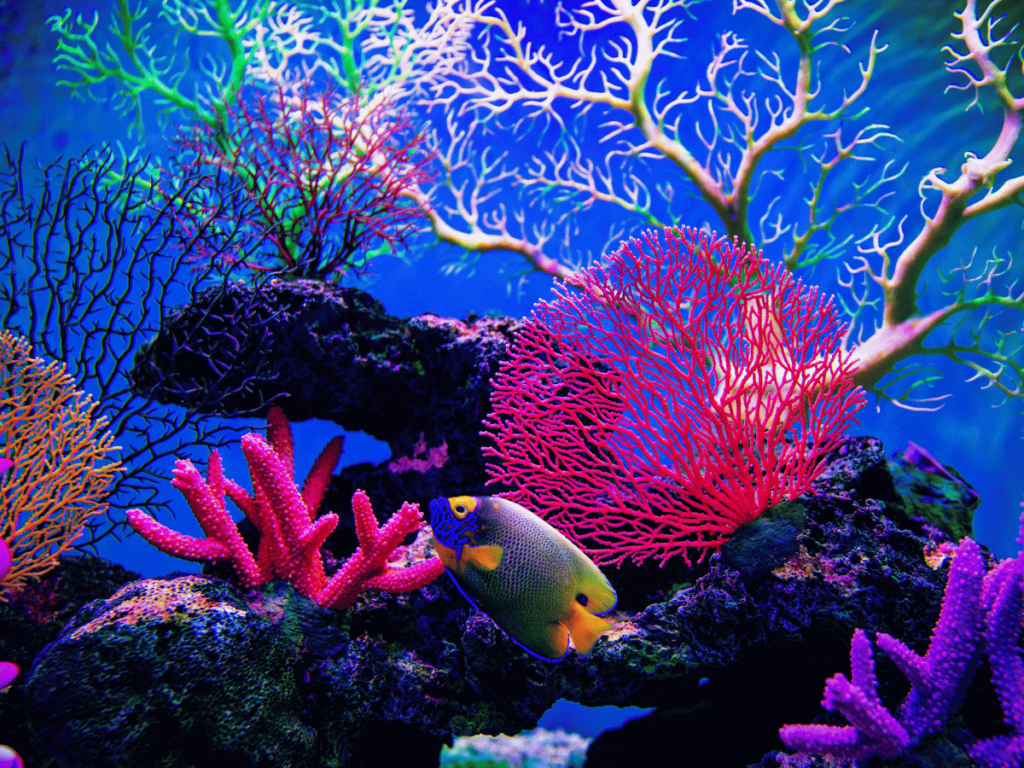 Coral reef