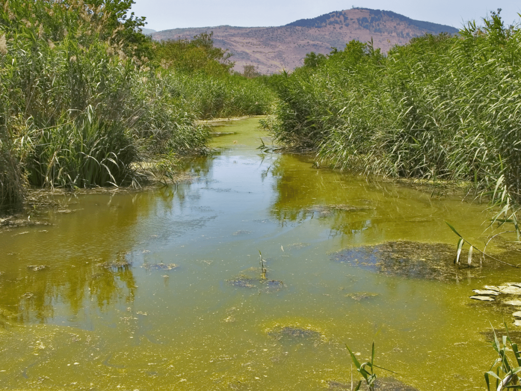 Stagnant water