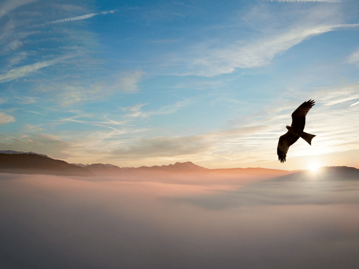 A bird soaring across the sky at sunset or sunrise.