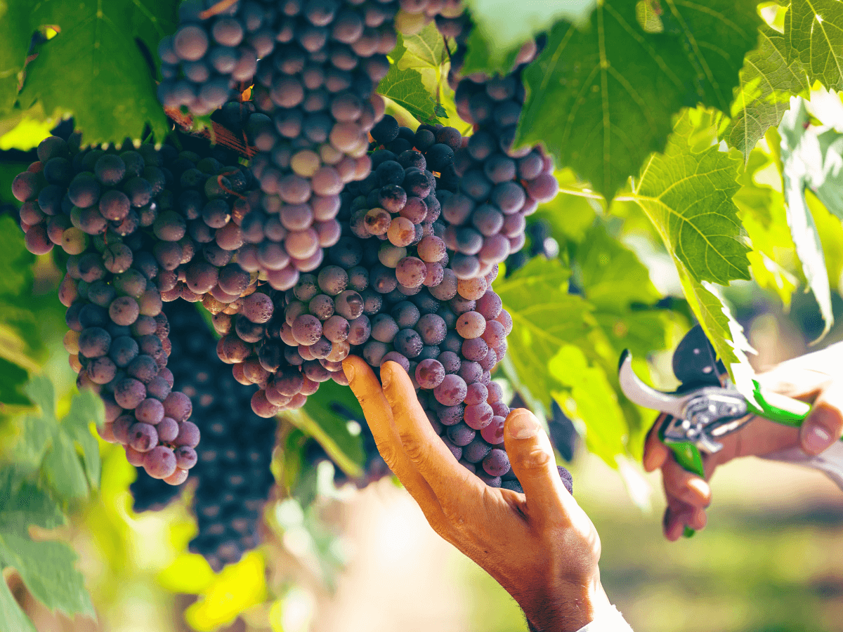 A hand reaching up to cut grapes on a grapevine.