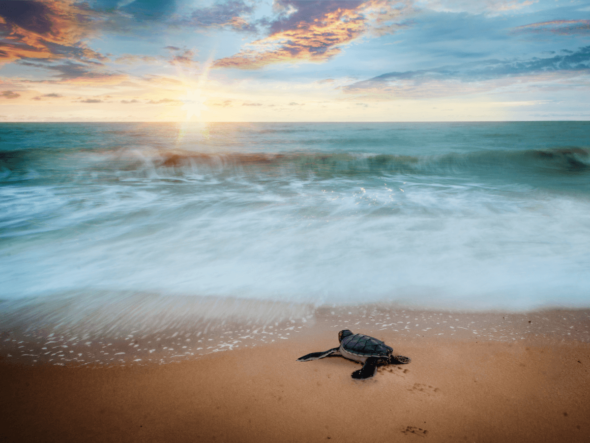 Turtle hatchling moving towards the sea.