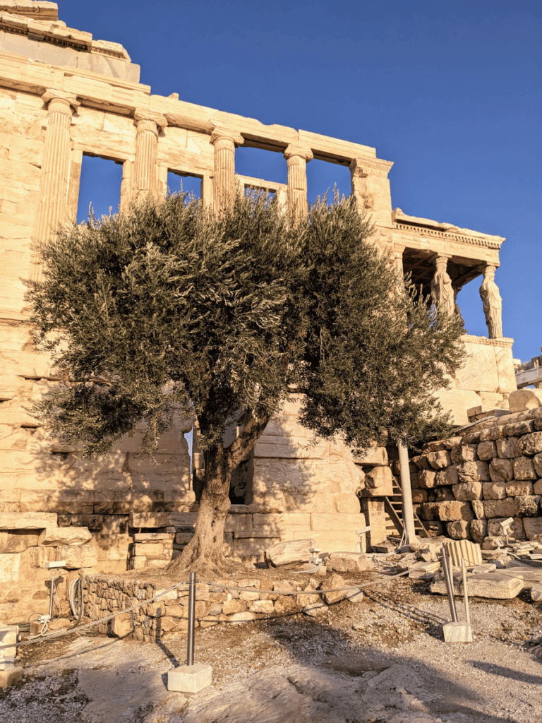 Olive tree outside the Erechtheion.