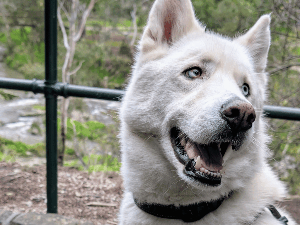 A white Siberian Husky.