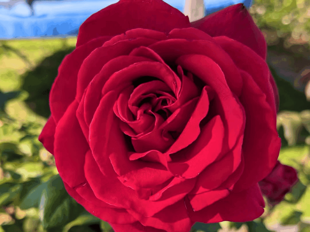 A close-up of a red rose in bloom.