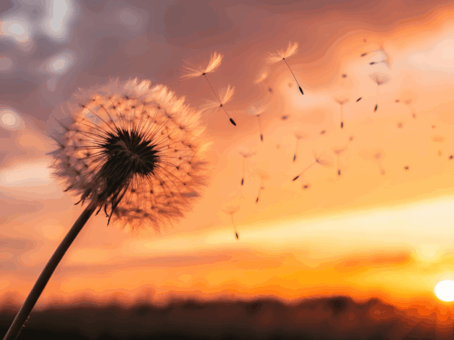 Dandelion seeds dispersing in the breeze at sunset.
