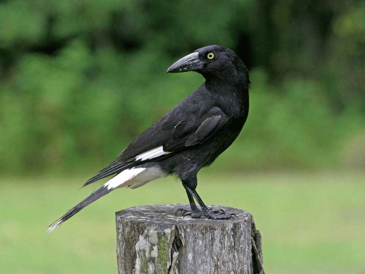 Pied Currawong.